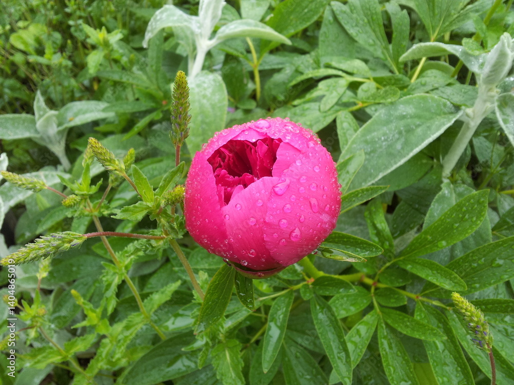 Paeonia lactiflora is a species of flowering plant in the peony family.