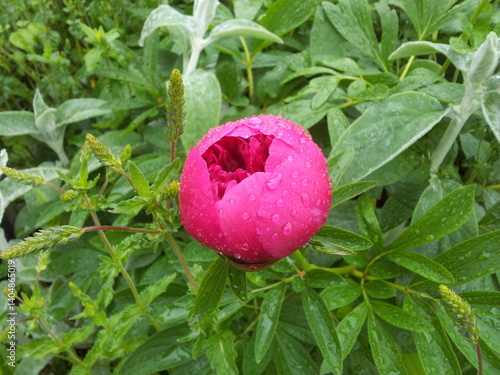 Obraz na płótnie Paeonia lactiflora is a species of flowering plant in the peony family. w salonie