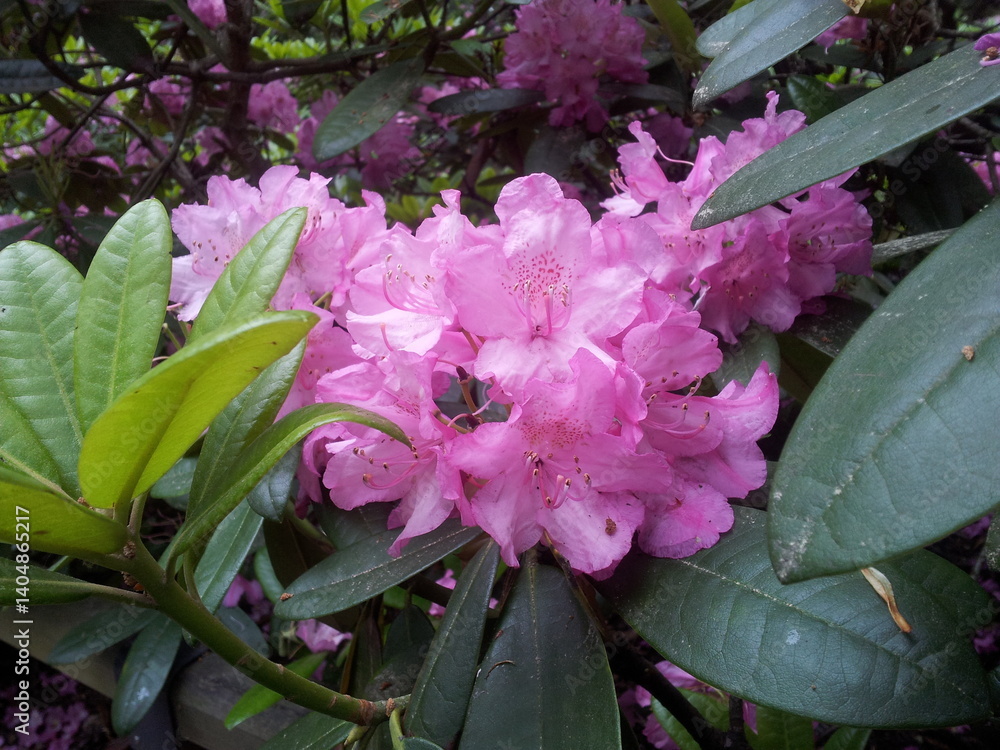 Pink rhododendron flowers with green leaves in the garden