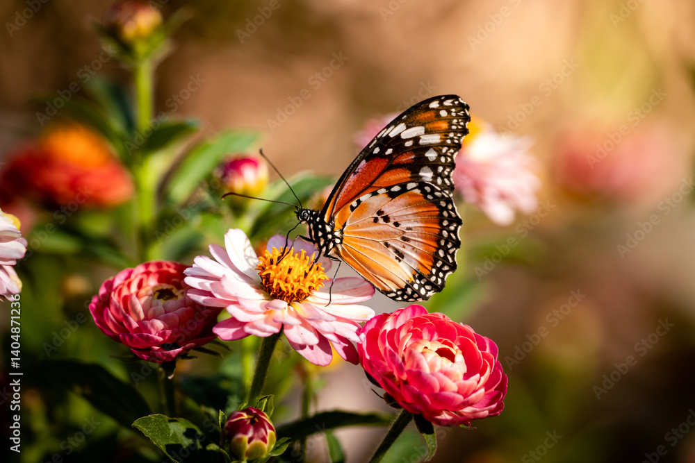 Monarch Butterfly Sipping Nectar From A Zinnia Flower In A Garden Setting Monarch Butterfly Sipping Nectar From A Zinnia Flower In A Garden Setting