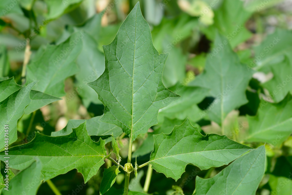 Sacred thorn apple leaves (scientific name Datura wrightii) Sacred thorn apple leaves (scientific name Datura wrightii)