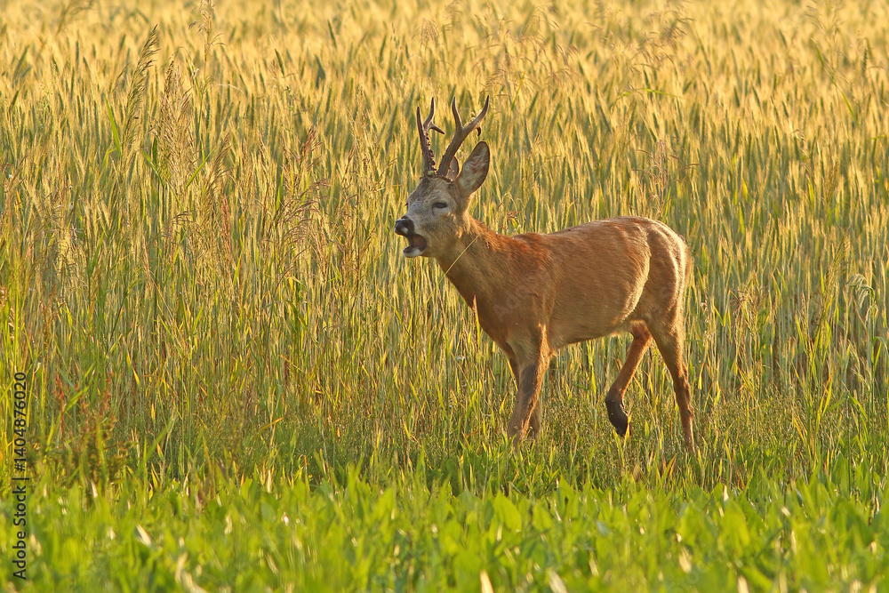 Sarna europejska (Capreolus capreolus) roe deer