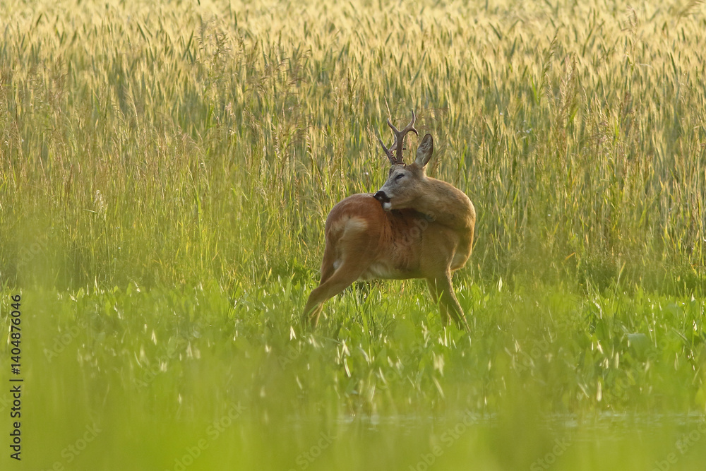 Sarna europejska (Capreolus capreolus) roe deer