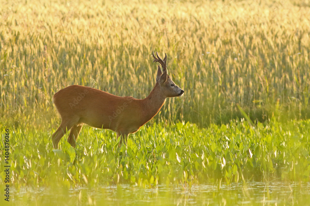 Sarna europejska (Capreolus capreolus) roe deer