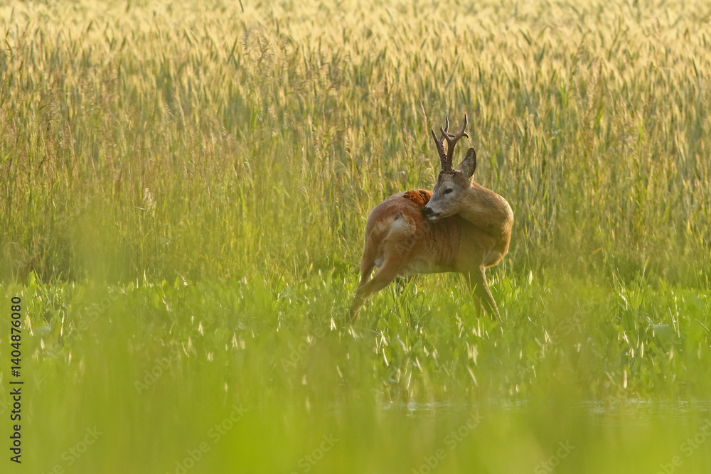 Sarna europejska (Capreolus capreolus) roe deer
