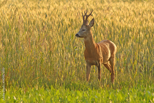 Obraz na płótnie Sarna europejska (Capreolus capreolus) roe deer w salonie