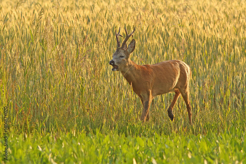Obraz na płótnie Sarna europejska (Capreolus capreolus) roe deer w salonie