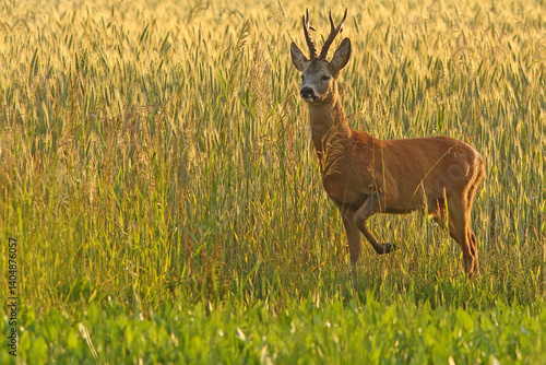 Sarna europejska (Capreolus capreolus) roe deer