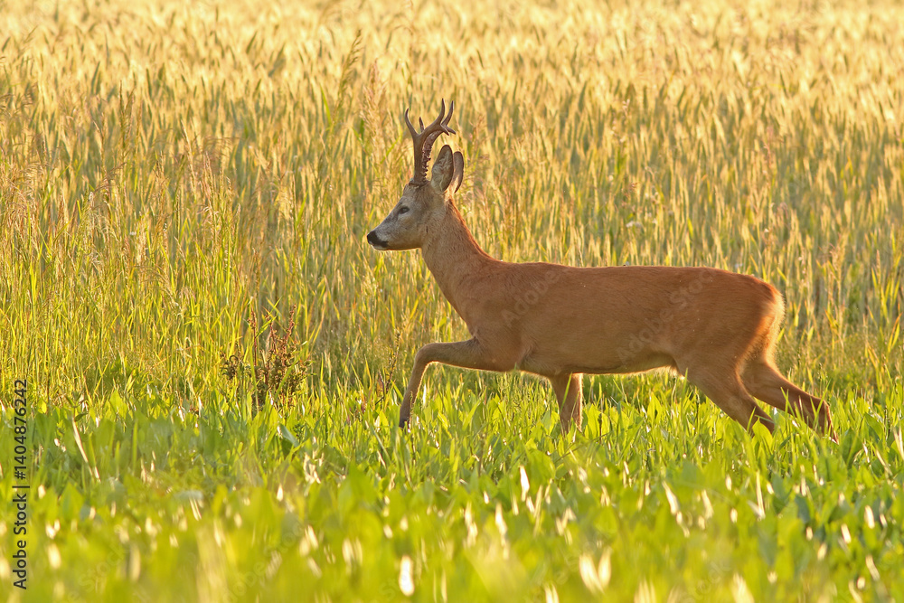 Sarna europejska (Capreolus capreolus) roe deer