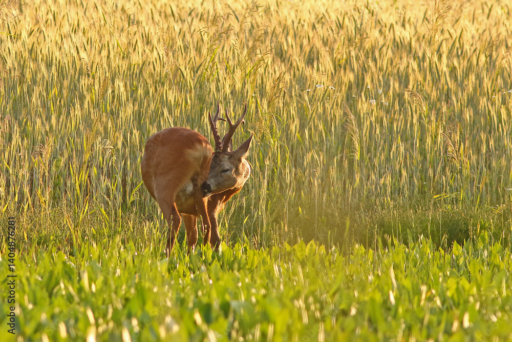 Sarna europejska (Capreolus capreolus) roe deer