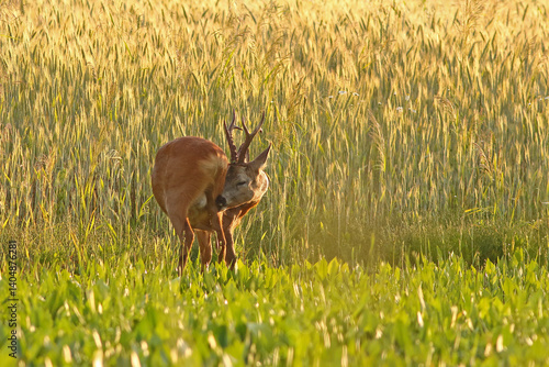 Obraz na płótnie Sarna europejska (Capreolus capreolus) roe deer w salonie