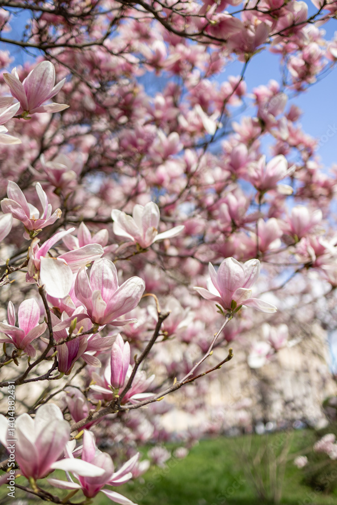 Magnolias, city garden. beautiful Japanese garden Magnolias, city garden. beautiful Japanese garden