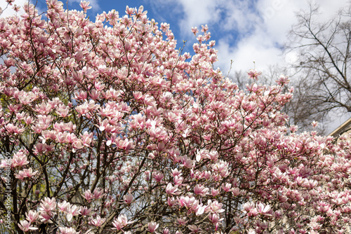 Wallpaper Mural Magnolias, city garden. beautiful Japanese garden Torontodigital.ca