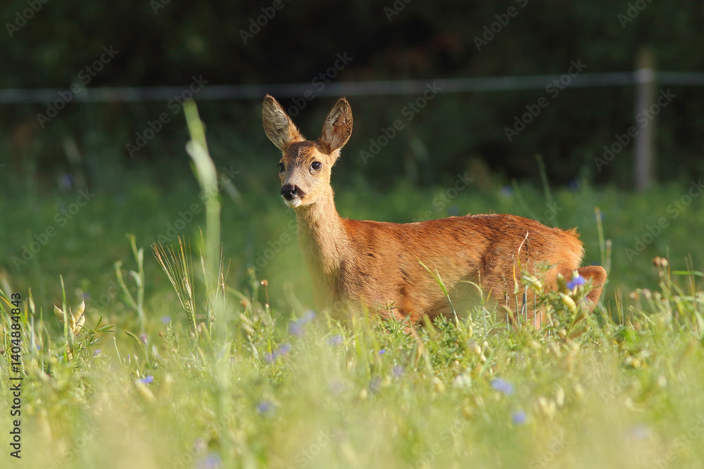 Sarna europejska (Capreolus capreolus) roe deer