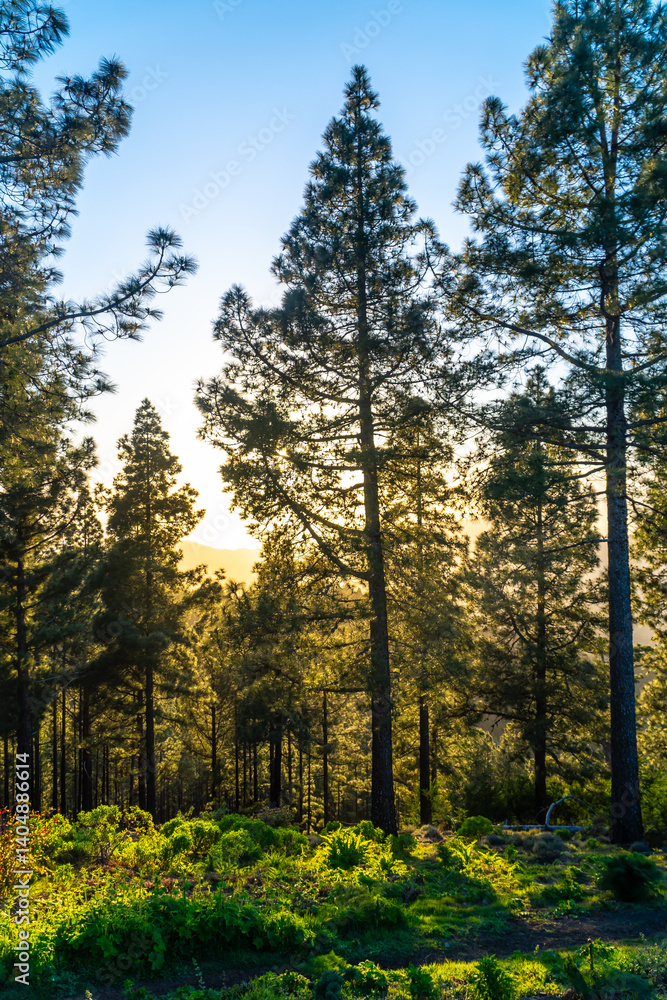 Fototapeta premium Sunlight filtering through canary island pine trees in moya, gran canaria