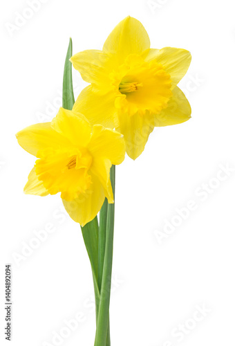 Spring floral border, beautiful fresh daffodils flowers, isolated on white background.