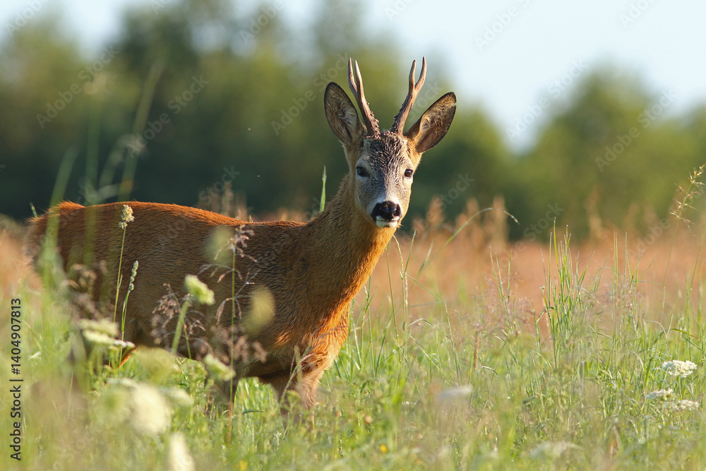 Sarna europejska (Capreolus capreolus) roe deer