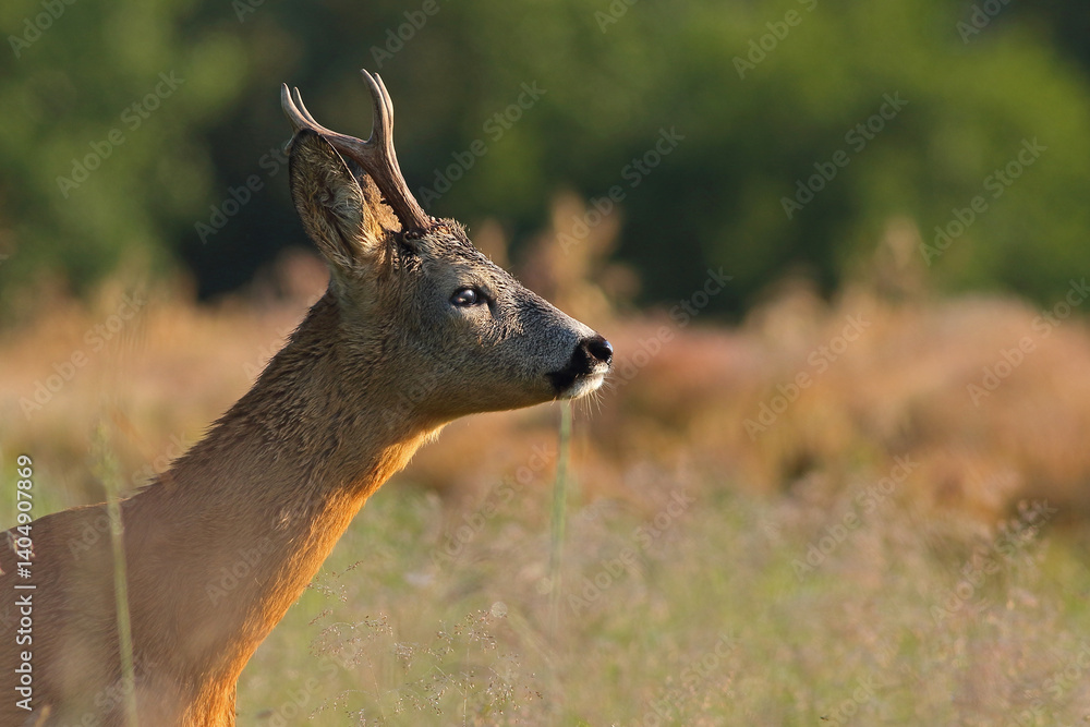 Sarna europejska (Capreolus capreolus) roe deer
