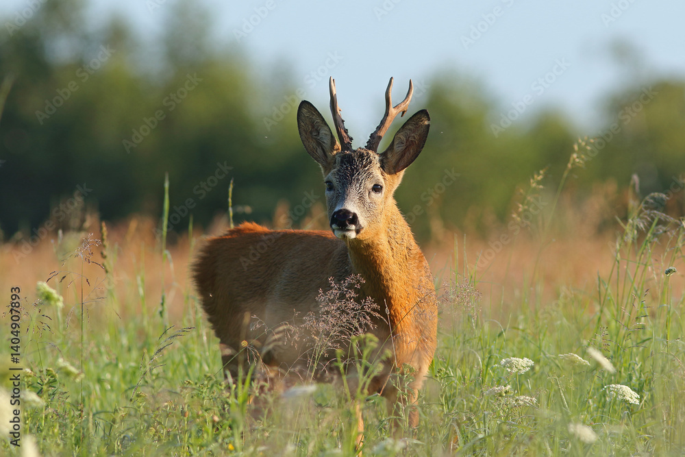 Sarna europejska (Capreolus capreolus) roe deer