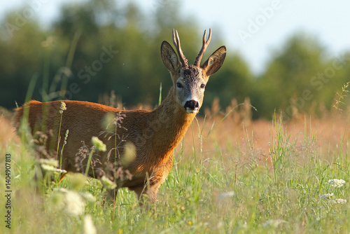 Obraz na płótnie Sarna europejska (Capreolus capreolus) roe deer w salonie