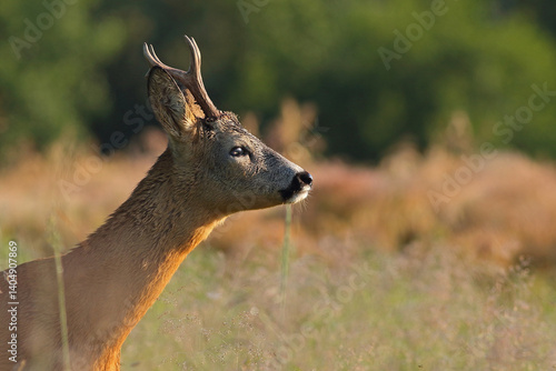 Obraz na płótnie Sarna europejska (Capreolus capreolus) roe deer w salonie