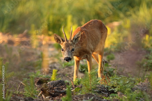 Obraz na płótnie Sarna europejska (Capreolus capreolus) roe deer w salonie