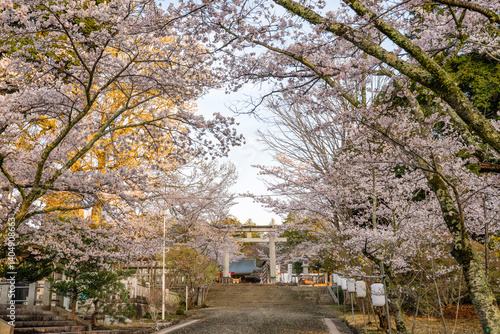 茨城県水戸市　千波湖と偕楽園　桜咲く風景
