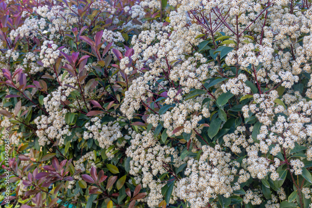 The Photinia glabra ( Red robin ) hedges. Rosaceae evergreen shrub. It is often used as a hedge because of its beautiful red shoots in spring