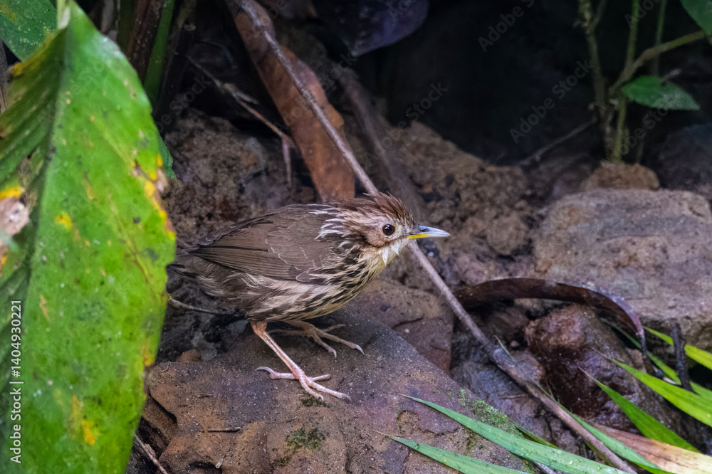 puff-throated babbler or Pellorneum ruficeps seen in Karimganj, Assam, India puff-throated babbler or Pellorneum ruficeps seen in Karimganj, Assam, India
