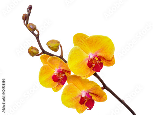  Orchid flower without background