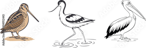 Slender Avocet, Camouflaged Woodcock, and Majestic Pelican by Water’s Edge