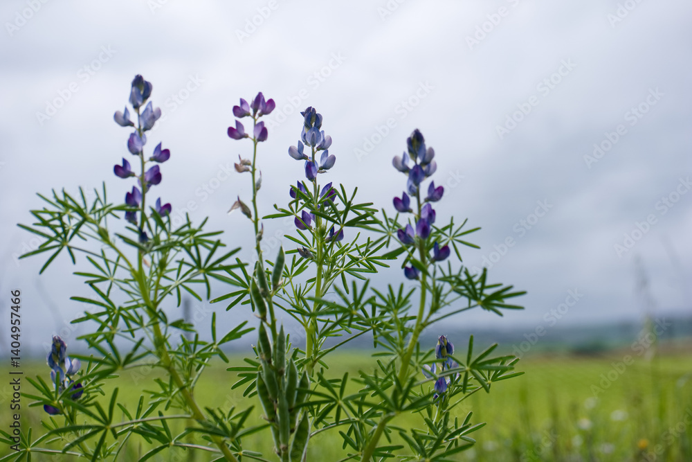 Lupine flowers bloom in a field under a cloudy sky during springtime in a rural landscape