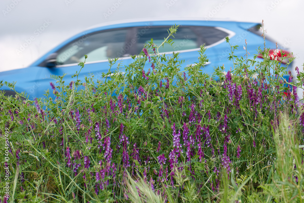 Blue vehicle drives past vibrant wildflowers on a cloudy day in a countryside setting
