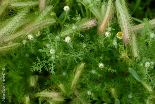 Wildflowers and grasses grow together in a lush green environment during springtime