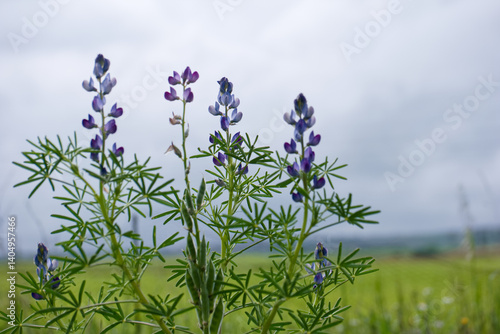 Obraz na płótnie Lupine flowers bloom in a field under a cloudy sky during springtime in a rural landscape w salonie
