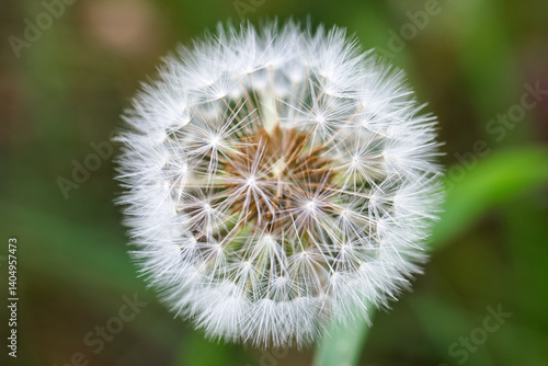Obraz na płótnie Close up view of a dandelion showing intricate details of its fluffy seed head in a vibrant green landscape w salonie