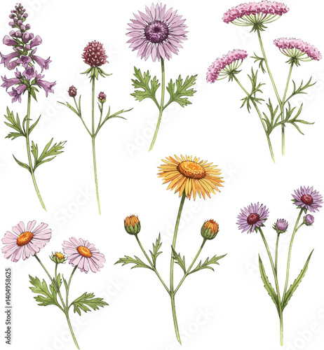 Well-defined Wildflower Watercolor Clipart