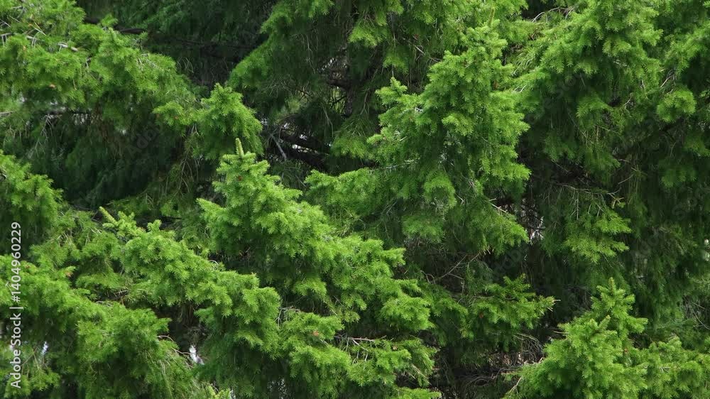 Fluffy branches of a fir tree in a natural environment, huge branches of a fir tree with dense and fluffy needles Fluffy branches of a fir tree in a natural environment, huge branches of a fir tree with dense and fluffy needles