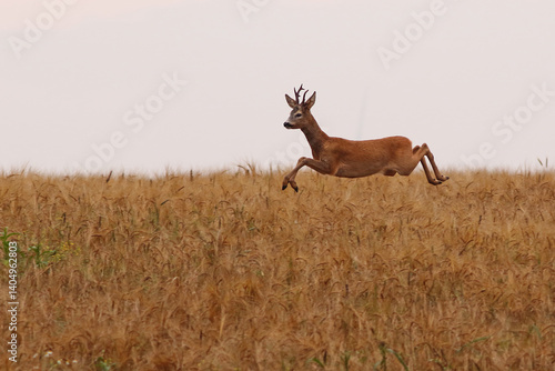 Obraz na płótnie Sarna europejska (Capreolus capreolus) roe deer w salonie