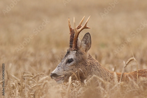 Obraz na płótnie Sarna europejska (Capreolus capreolus) roe deer w salonie