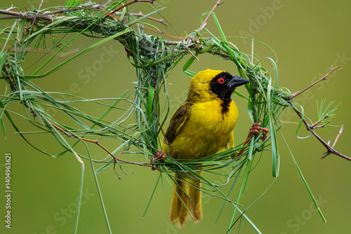 A male masked weaver building a nest