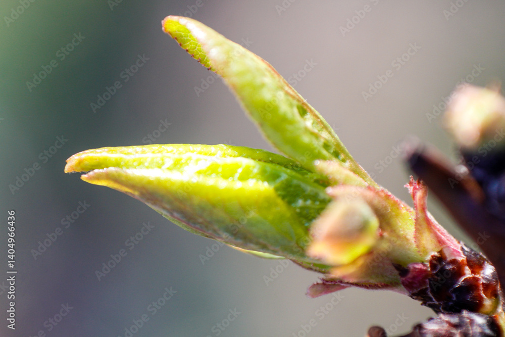 Fototapeta premium close up of leaf buds of peach