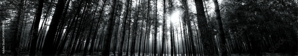 Fototapeta premium Sunlight filtering through dense forest trees