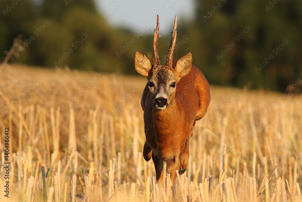 Sarna europejska (Capreolus capreolus) roe deer
