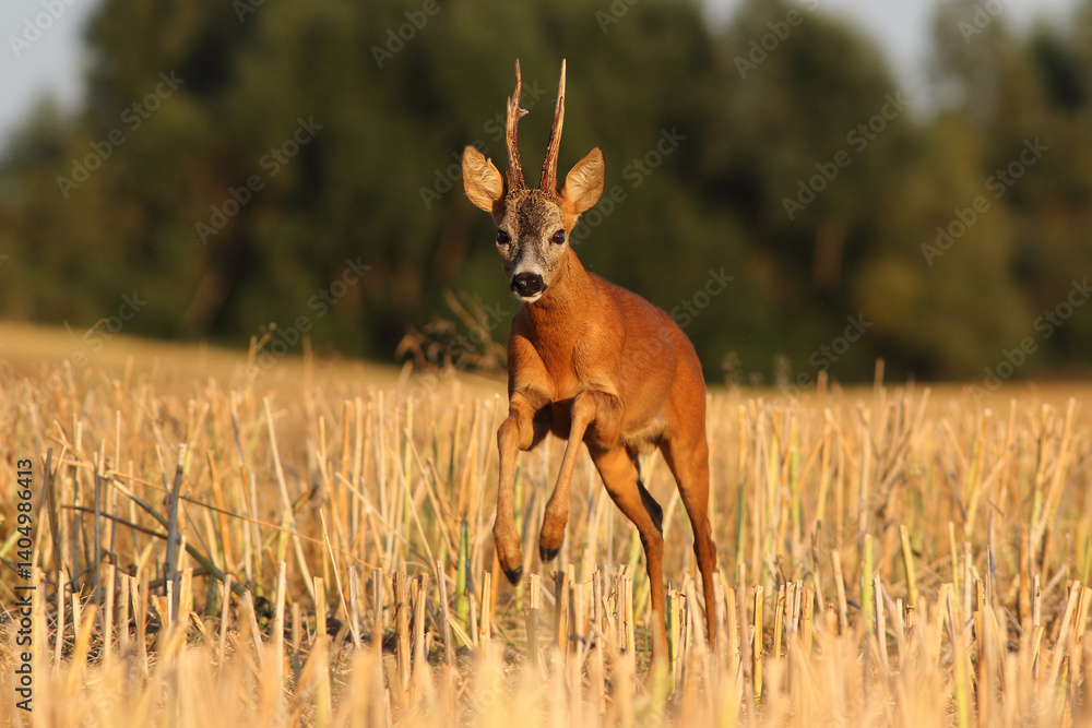 Sarna europejska (Capreolus capreolus) roe deer
