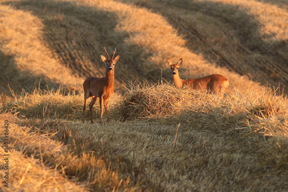 Sarna europejska (Capreolus capreolus) roe deer