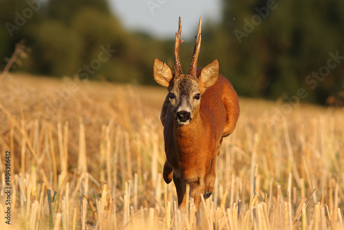 Obraz na płótnie Sarna europejska (Capreolus capreolus) roe deer w salonie