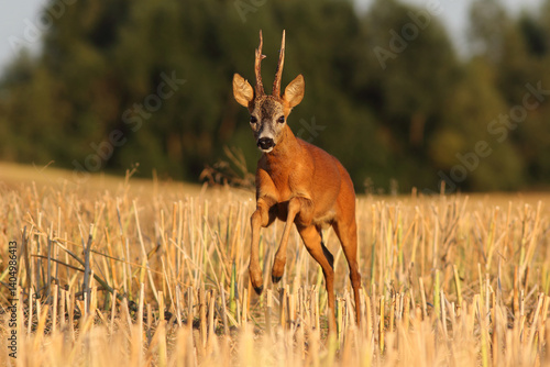 Obraz na płótnie Sarna europejska (Capreolus capreolus) roe deer w salonie