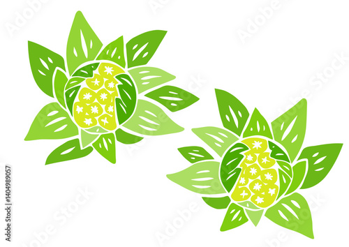 レトロな手書きの野菜イラスト。ふきのとう