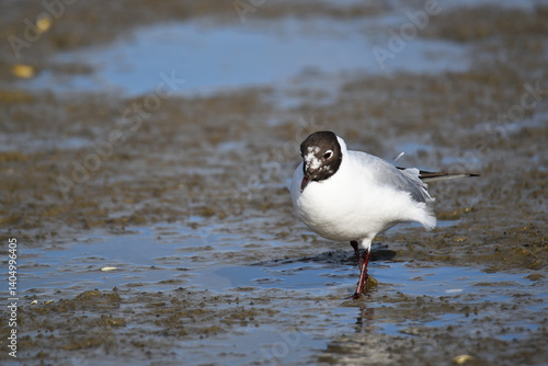 Westoever, the Netherlands. march 5, 2025. Wading birds looking for food on the mudflats.